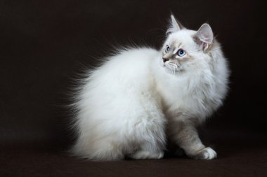 Neva maskeli yavru kedi kahverengi zemin üzerine