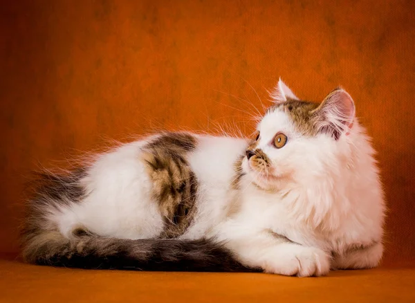 스코틀랜드 별 갑과 흰색 직선 고양이 초상화. — 스톡 사진