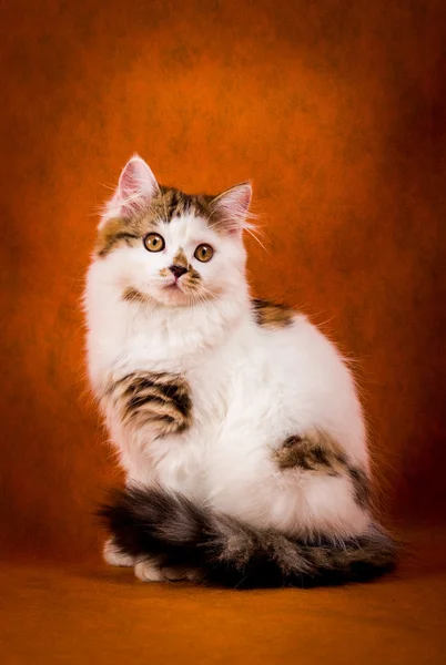 Scottish tortoiseshell and white straight kitten portrait. — Stock Photo, Image
