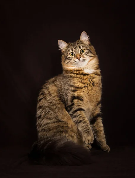 Gato siberiano de raza pura — Foto de Stock