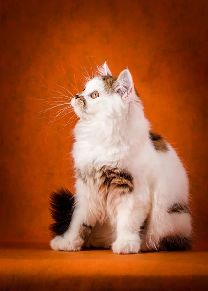 Scottish tortoiseshell and white straight kitten portrait. — Stock Photo, Image