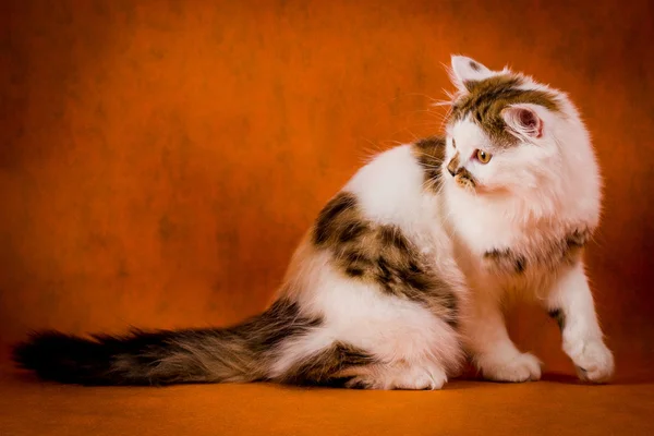 Scottish tortoiseshell and white straight kitten portrait. — Stock Photo, Image