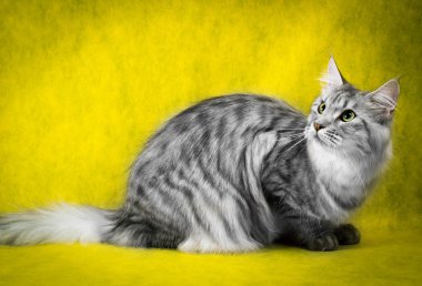 tabby maine coon cat on yellow  background