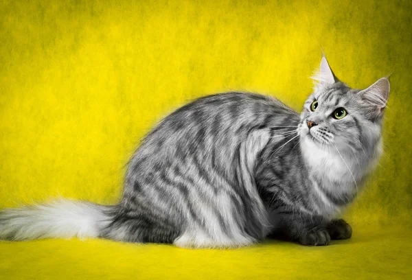 Tabby Maine Coon Katze auf gelbem Hintergrund — Stockfoto