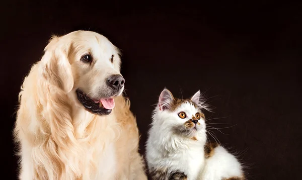 Gato y perro, gatito hetero blanco tortoiseshell escocés, golden retriever mira a la derecha — Foto de Stock