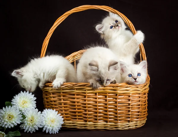 Quatro Neva mascarada gatinhos em cesta — Fotografia de Stock