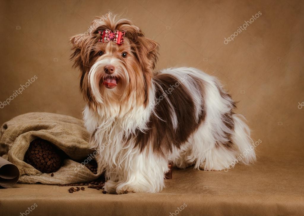 biewer yorkie price biewer terrier puppy on brown background stock photo 169 tania 72095269 biewer yorkie price biewer terrier puppy on brown background stock photo 169 tania 72095269