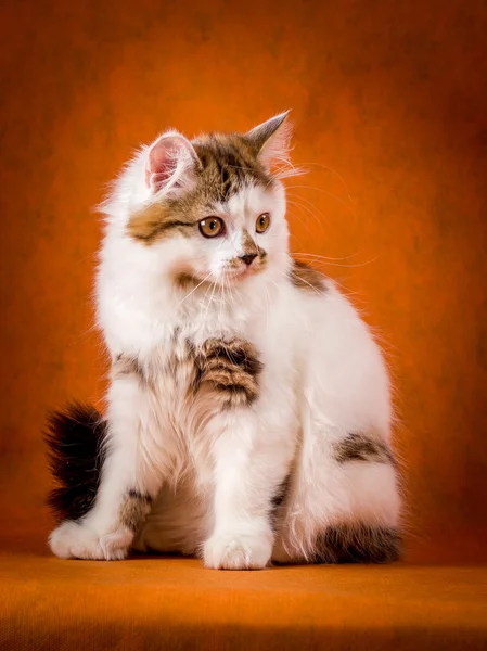 Scottish tortoiseshell and white straight kitten portrait. — Stock Photo, Image