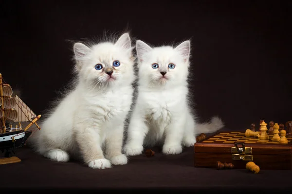 Dvě koťata Neva masquerade — Stock fotografie