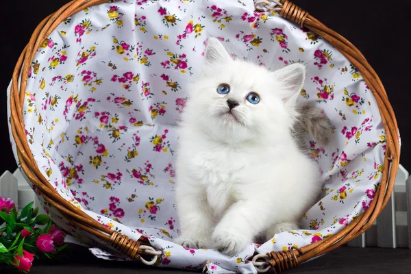 Neva mascarada gatinho na cesta — Fotografia de Stock