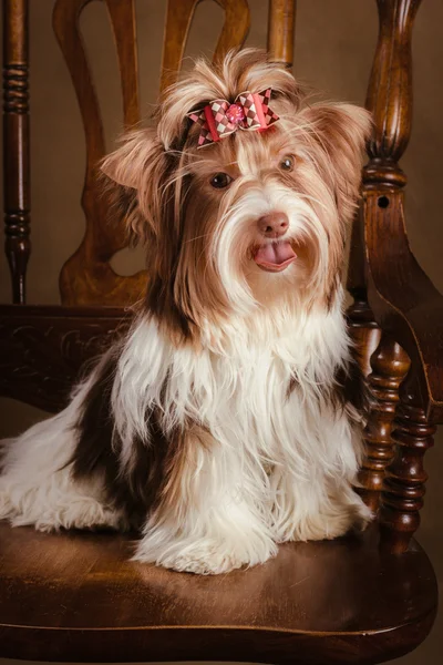 Biewer yorkshire terrier valp på en stol — Stockfoto