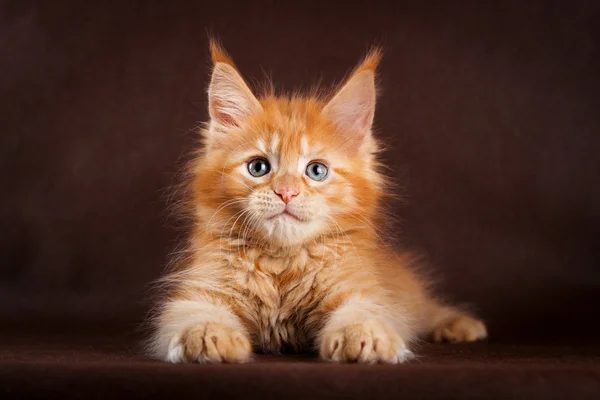 Maine coon cat no fundo marrom preto — Fotografia de Stock