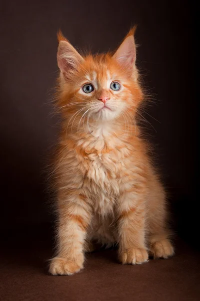 Maine coon cat no fundo marrom preto — Fotografia de Stock