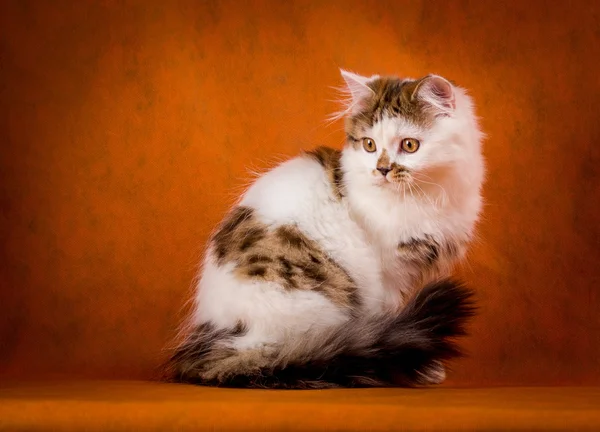 Schotse Vos en witte rechte kitten portret. — Stockfoto