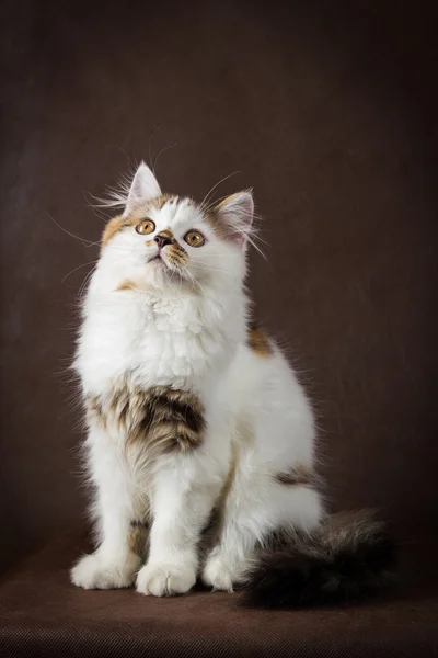 Schotse Vos en witte rechte kitten — Stockfoto