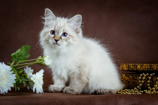 Neva Maskerade Kätzchen auf braunem Hintergrund — Stockfoto