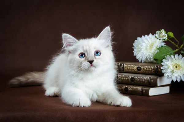 Neva mascarada gatinho no fundo marrom — Fotografia de Stock