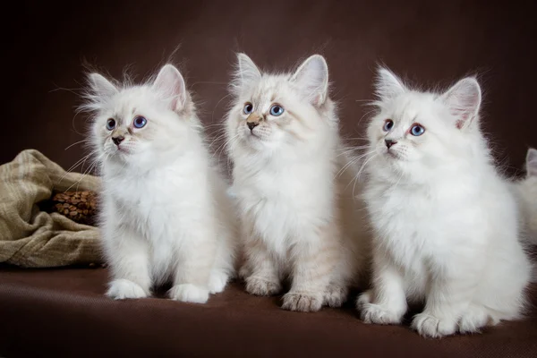Drie Neva masquerade kittens op bruine achtergrond — Stockfoto