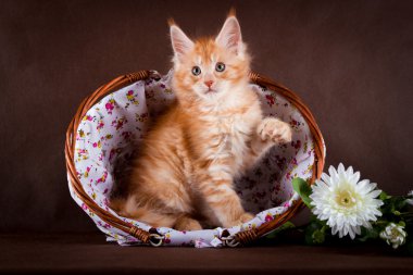 Siyah kahverengi arka planda Maine Rakun Kedisi