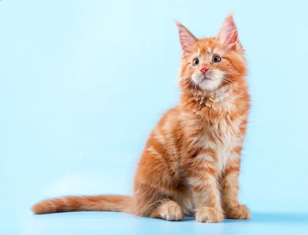 Porträtt av maine coon katt på blå bakgrund — Stockfoto