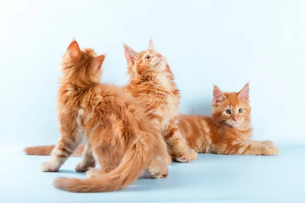 Портрет трьох котячих кун на синьому фоні — стокове фото