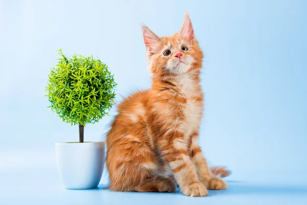 Mavi arka plan üzerinde kırmızı maine coon kedi portresi — Stok fotoğraf