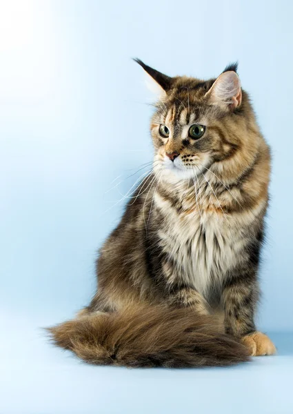 Portrait de maine coon chat sur fond bleu — Photo