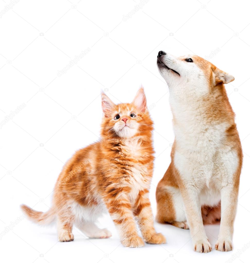 Cat and dog. Maine coon and shiba inu looking up with attention. Portrait on a white background