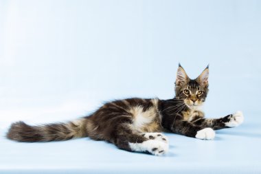  maine coon kedi mavi zemin üzerine portresi