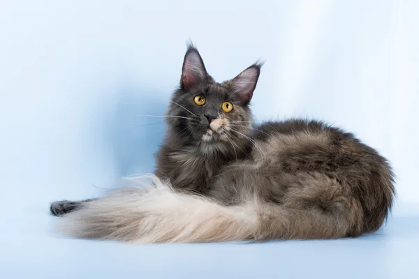 Porträt der Maine Coon Katze auf blauem Hintergrund — Stockfoto