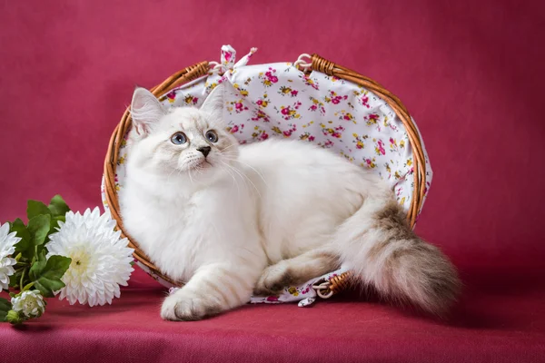 Neva mascarada gatinho no fundo vermelho — Fotografia de Stock