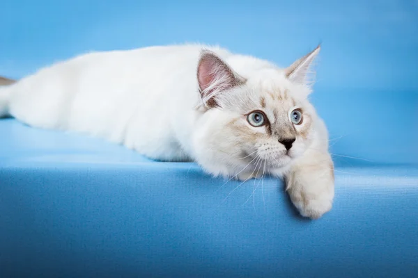 Neva gatito mascarada sobre fondo azul — Foto de Stock