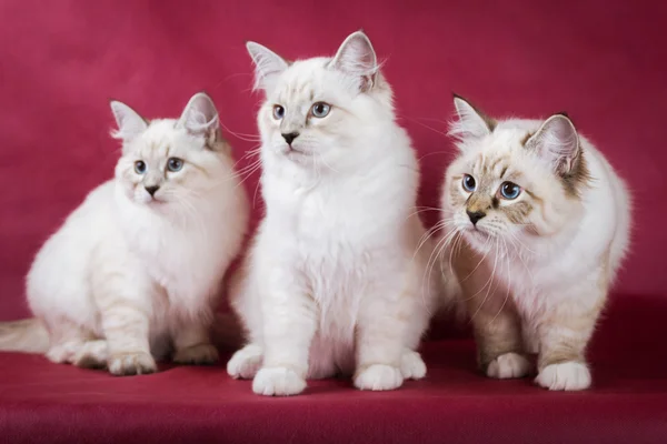 Grupo de neva masquerade gatinho no fundo vermelho — Fotografia de Stock