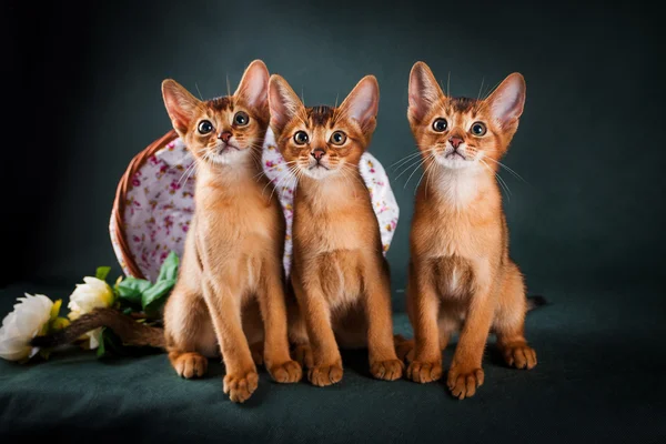 Gruppe abyssinischer Katzen auf dunkelgrünem Hintergrund — Stockfoto