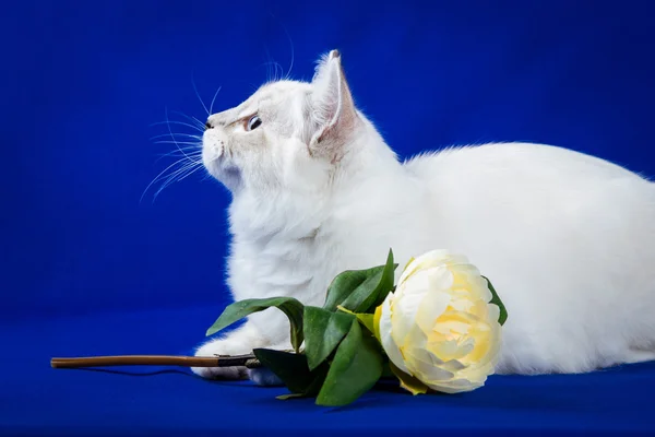 Neva masquerade kattunge på blå bakgrund — Stockfoto