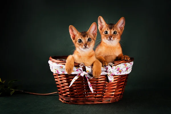 Group of abyssinian cats on dark green background in the basket — Stock Photo, Image