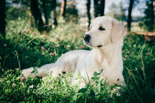 Golden retriever rest in the grass — Stock Photo, Image