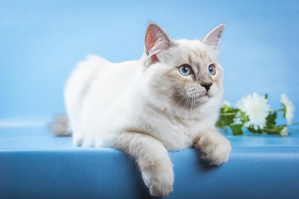 Neva Maskerade Kätzchen auf blauem Hintergrund — Stockfoto