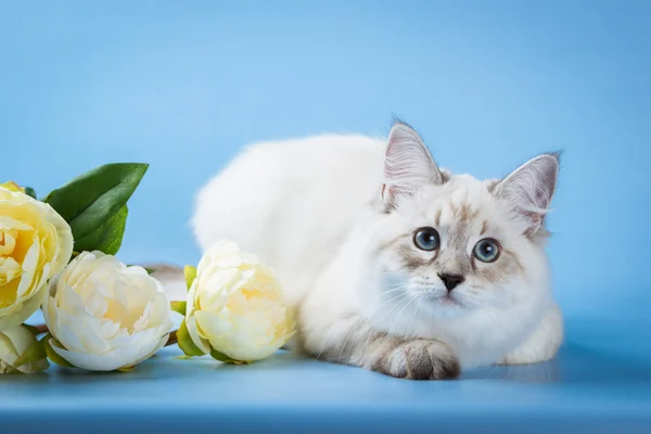 Neva masquerade kitten op blauwe achtergrond — Stockfoto