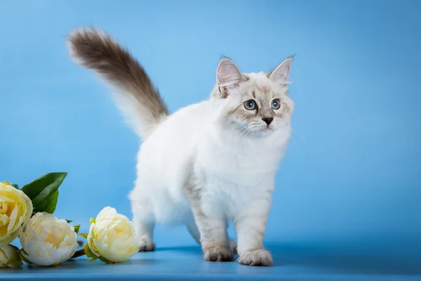 Neva mascarada gatinho no fundo azul — Fotografia de Stock