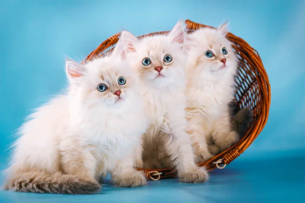 Três Neva mascarada gatinhos em fundo azul — Fotografia de Stock