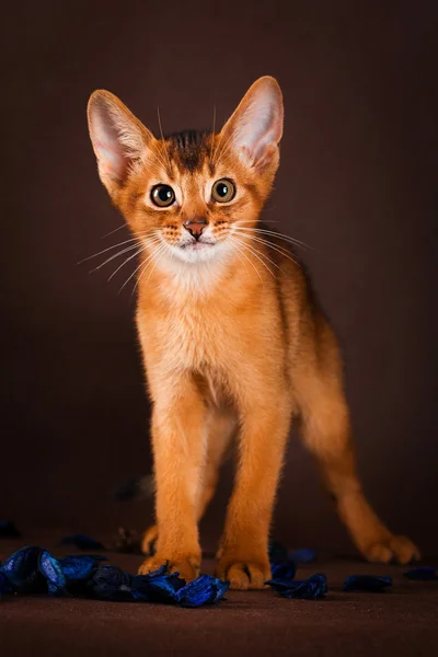 Ruddy gato abissínio no fundo verde escuro — Fotografia de Stock