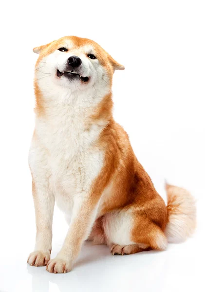 Shiba Inu zit op een witte achtergrond en glimlachen Stockfoto