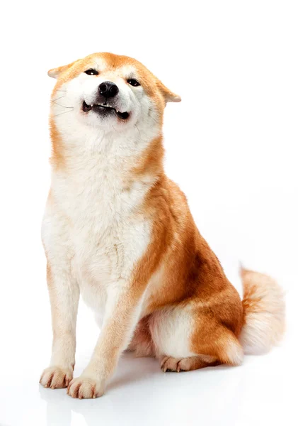柴犬写真素材 ロイヤリティフリー柴犬画像 Depositphotos 柴犬写真素材 ロイヤリティフリー柴犬画像 Depositphotos