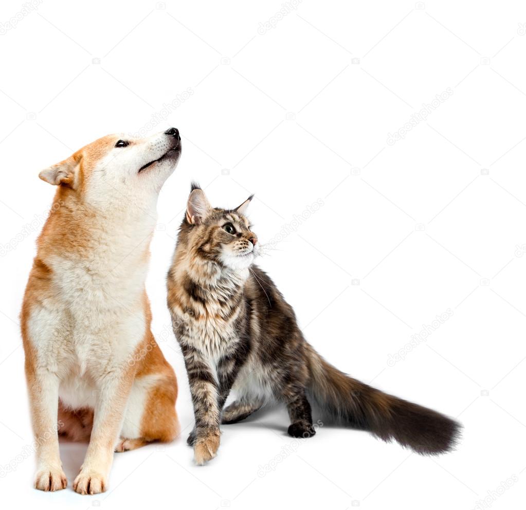 Cat and dog. Maine coon, shiba inu looking up with attention. Portrait on a white background