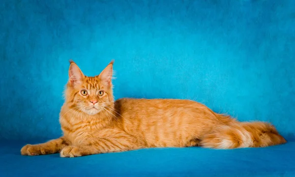 Portrait de chat rouge maine coon sur fond bleu — Photo