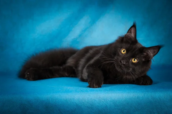 Porträtt av svart maine coon katt på blå bakgrund — Stockfoto