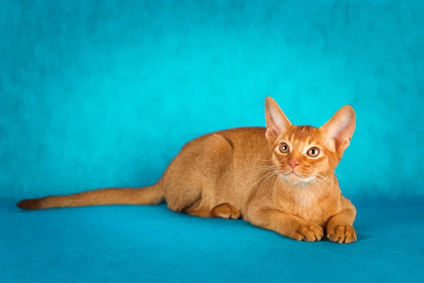 Acetosa gatto abissino su sfondo verde scuro — Foto Stock