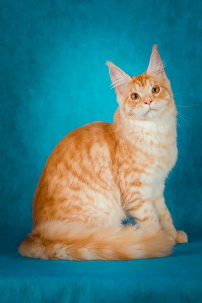 Portrait of red maine coon cat on blue background — Stock Photo, Image