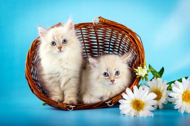 Sepeti de Neva maskeli balo kedi